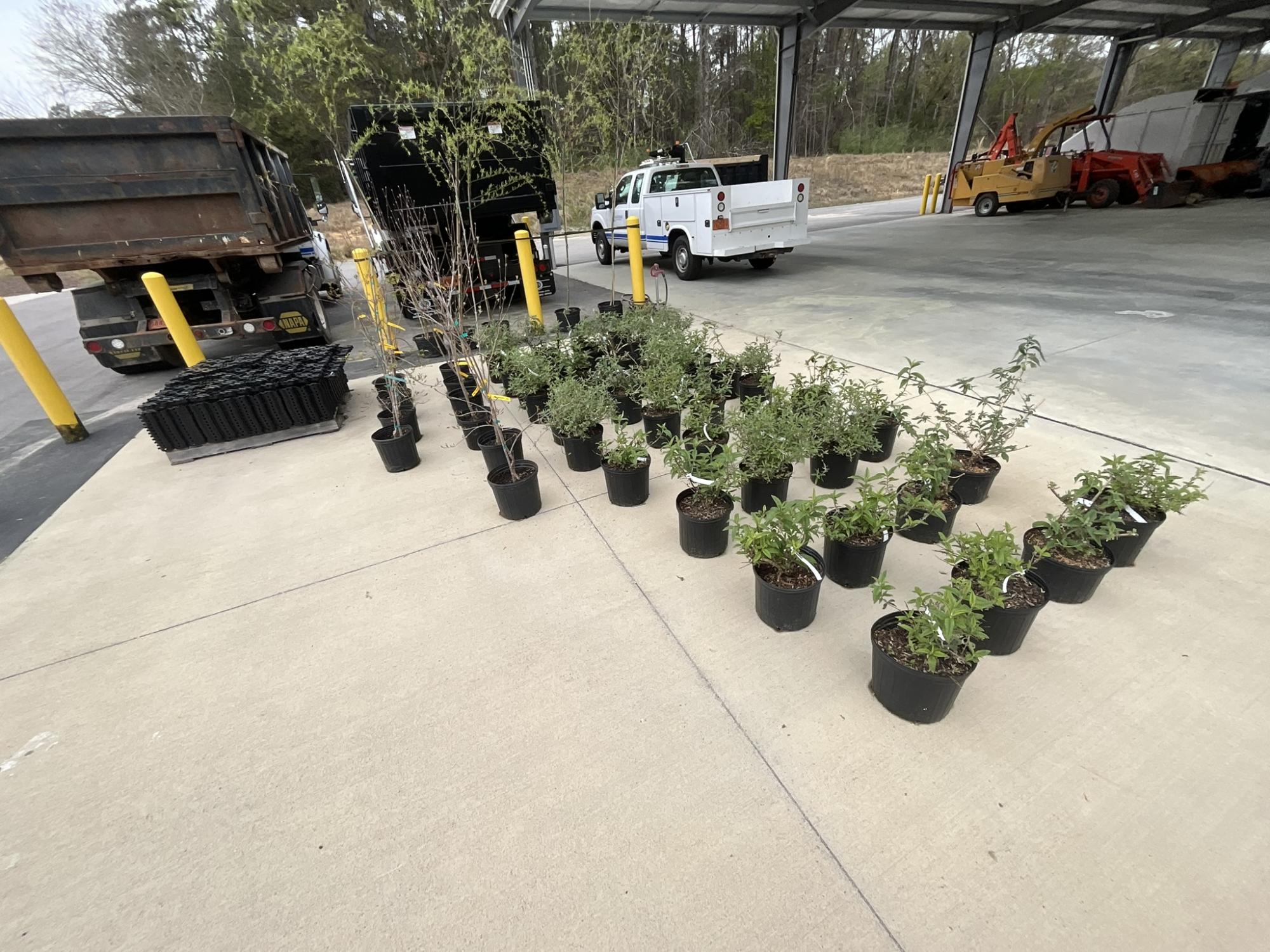 Pollinator bushes in parking lot 